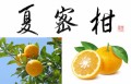 夏蜜柑2