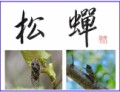 松蝉