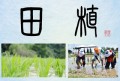 田植
