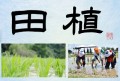 田植