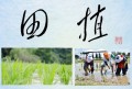 田植②