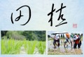 田植②