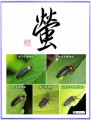 蛍②