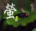 蛍