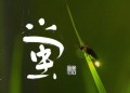 蛍②