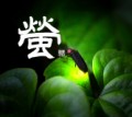 蛍 ③