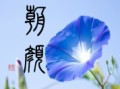 朝顔
