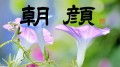 朝顔