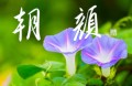 朝顔②