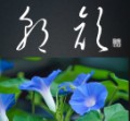 朝顔②