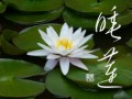 睡蓮②