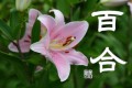 百合