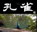 孔雀