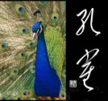 孔雀②