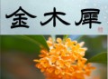 金木犀