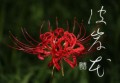 彼岸花②