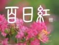 百日紅