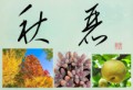 秋麗②