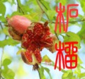 柘榴