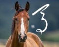 馬③