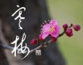 寒梅②