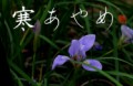 寒あやめ