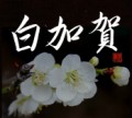 白加賀②