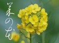 菜の花