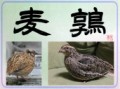 麦 鶉