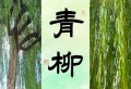 青柳
