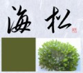 海松②