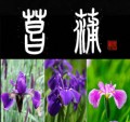 菖蒲