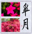 皐月