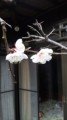 ほっと一息、梅の木（表）