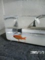 金魚が来ました～！