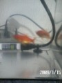 金魚の日常と私の日常