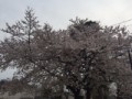 近所の桜