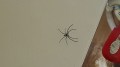 蜘蛛