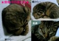猫♪