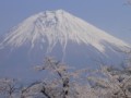 春越えの富士