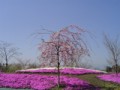 芝桜