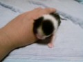生後５日目の子猫もも