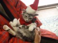 Xmas衣装のマロン