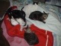 寒い時は猫布団