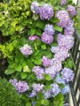 hydrangeas