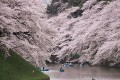 今年の桜