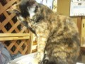 名前はチータン　雌猫です。