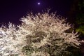 夜桜