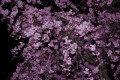 夜の枝垂桜