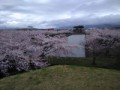 五稜郭公園の桜